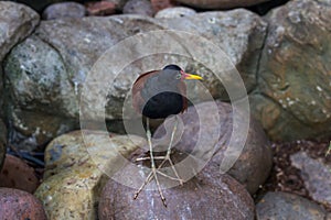 Jacana, also called lily-trotter or lotus bird