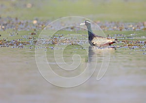 Jacana bird