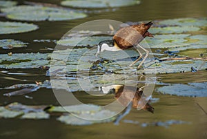 Jacana.Kruger National Park