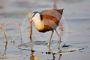 Jacana resting on lily pad