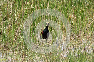 The Northern Jacana in a natural environtment photo