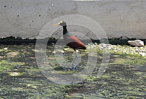 Jacana spinosa bird species on putrid waters photo