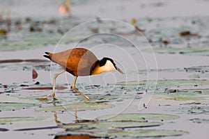 Jacana walking across lilies