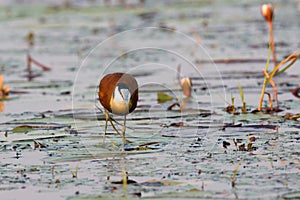 Jacana walking on lily pads