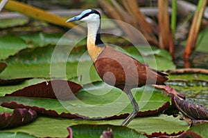 Jacana on waterlilies, Botswana