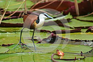 Jacana on waterlilies, Botswana