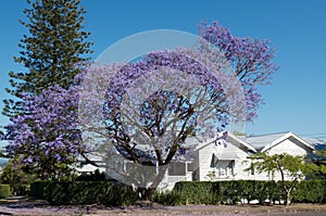 Jacaranda