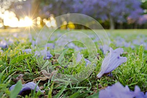 Jacaranda