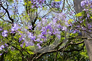 Jacaranda