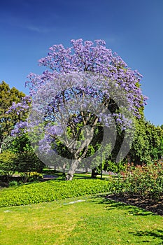 Jacaranda