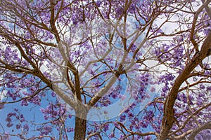 Jacaranda in bloom in Grafton