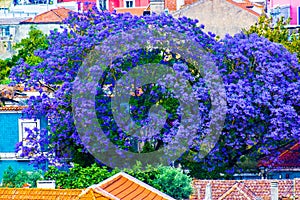 Jacaranda in bloom on rooftops of Lisboa, Portugal photo