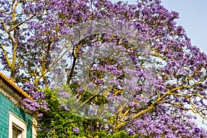 Jacaranda in bloom in a ruined building in Lisbon