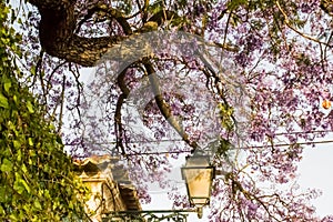 Jacaranda in bloom in a ruined building in Lisbon and an old lamp photo