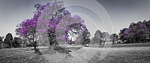 Jacaranda Blooming- Purple and Grayscale