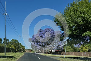 Jacaranda blossom in spring