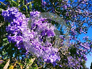 Jacaranda