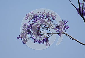 Jacaranda or Blue jacaranda or black poui or Nupur or fern tree Jacaranda mimosifolia Flowers