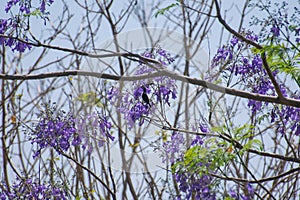 Jacaranda or Blue jacaranda or black poui or Nupur or fern tree Jacaranda mimosifolia Flowers and Purple Sunbird