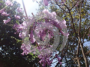 Jacaranda branches