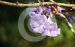 Jacaranda flower close-up