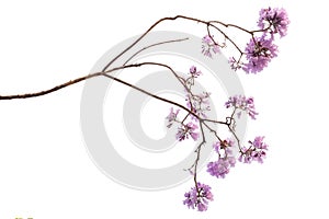 Jacaranda Flower isolated on white background photo