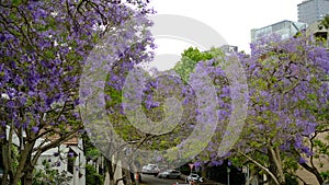 Jacaranda flower season in Austalia.