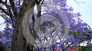 Jacaranda flower season in Austalia.