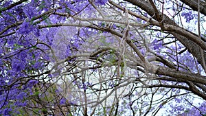 Jacaranda flower season in Austalia.