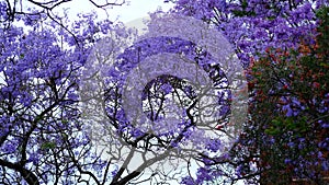 Jacaranda flower season in Austalia.