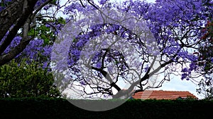 Jacaranda flower season in Austalia.