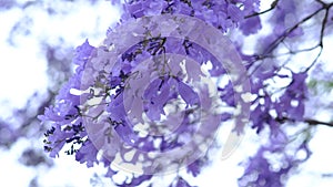 Jacaranda flower season in Austalia.