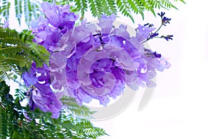 Jacaranda Flowers photo