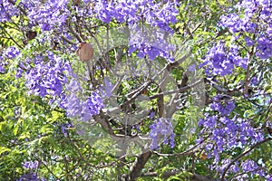 Jacaranda Flowers