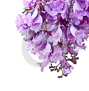 Jacaranda flowers isolated photo