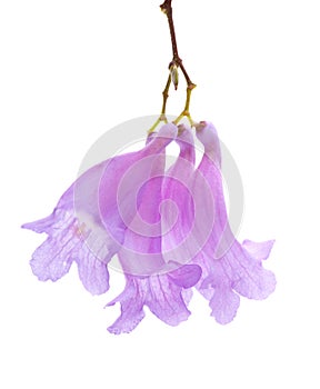 Jacaranda flowers isolated