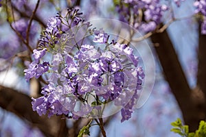 Jacaranda flowers
