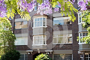 Jacaranda flowers with unfocused building on the background