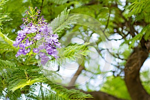 Jacaranda mimosifolia is a beautiful sub-tropical tree native to