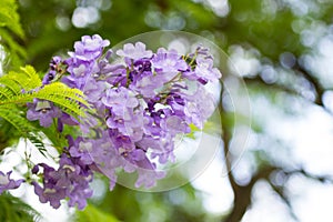 Jacaranda mimosifolia is a beautiful sub-tropical tree native to