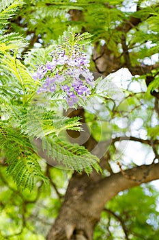 Jacaranda mimosifolia is a beautiful sub-tropical tree native to