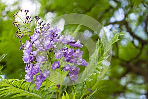 Jacaranda mimosifolia is a beautiful sub-tropical tree native to