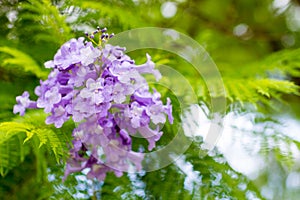 Jacaranda mimosifolia is a beautiful sub-tropical tree native to