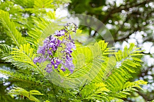 Jacaranda mimosifolia is a beautiful sub-tropical tree native to photo