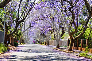 Jacaranda mimosifolia bloom in Johannesburg and Pretoria street during spring in October in South Africa