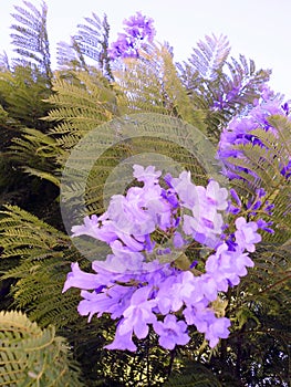 Jacaranda mimosifolia of the family Bignoniaceae