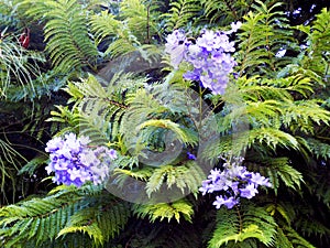 Jacaranda mimosifolia of the family Bignoniaceae photo