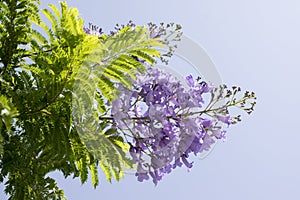 Jacaranda mimosifolia tree in bloom with amazing blue violet flowers photo