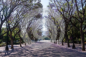 Jacaranda mimosifolia trees on street that drives to Zappeion Megaron Athens, Greece