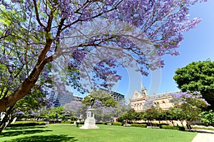 Jacaranda near university of Adelaide and univeristy of south australia photo